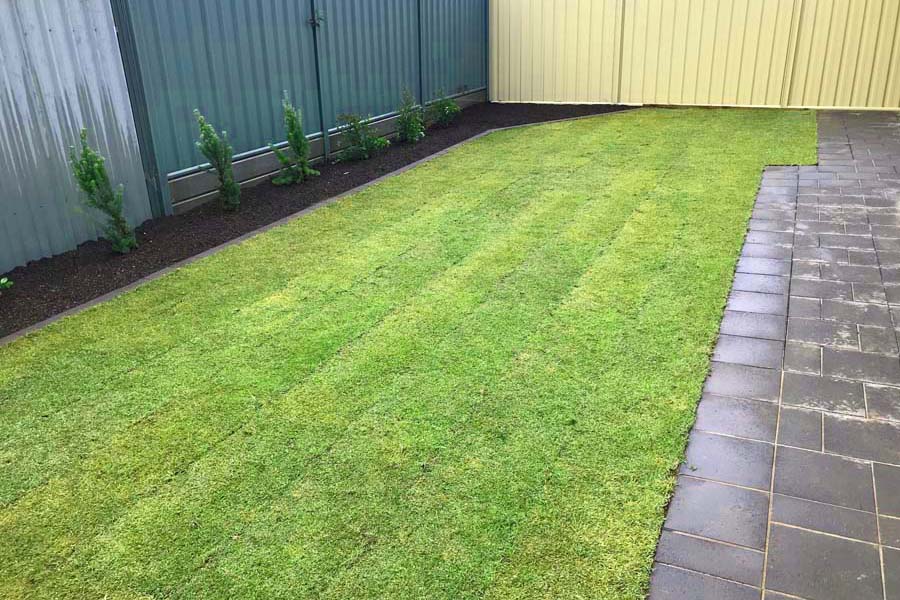 Kikuyu Grass Adelaide - backyard