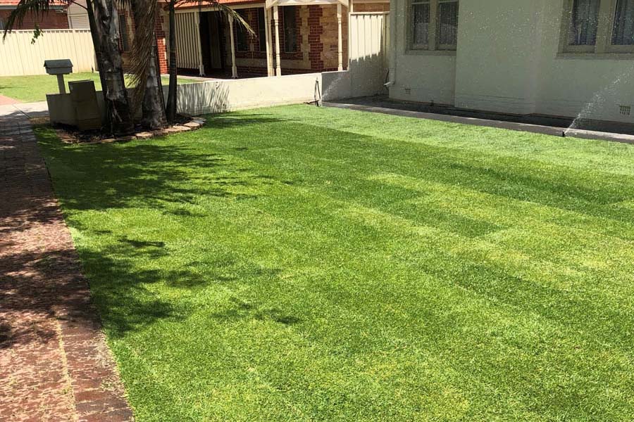 Kikuyu Grass Adelaide - house