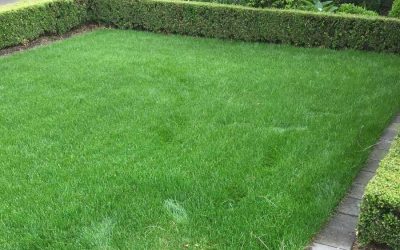 RTF Tall Fescue Lawn